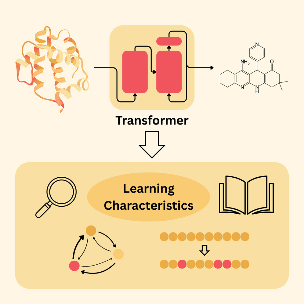 Learning characteristics of transformer models are studied using control calculations and dataset maniputlation.